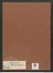 Eunotia blephas Ehrenb. (de-Toni-Nr.: Genus 104, Species 3182) Zeichnungen Sammlung Grunow Mappe 03423 (Herbarium_W_Grunow_drawings_Folder_03423)